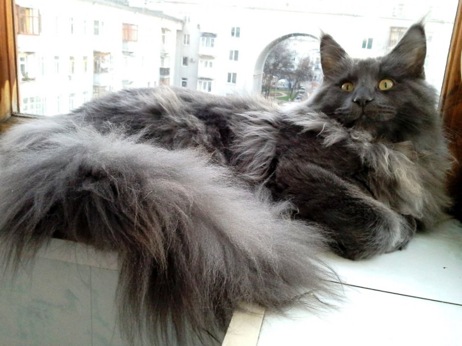 Кот Мейн кун серый