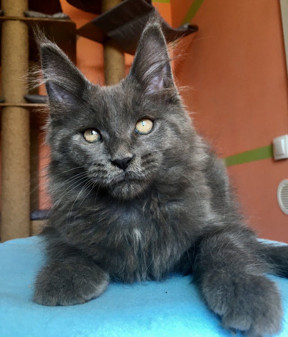 Mister Coon голубой котенок
