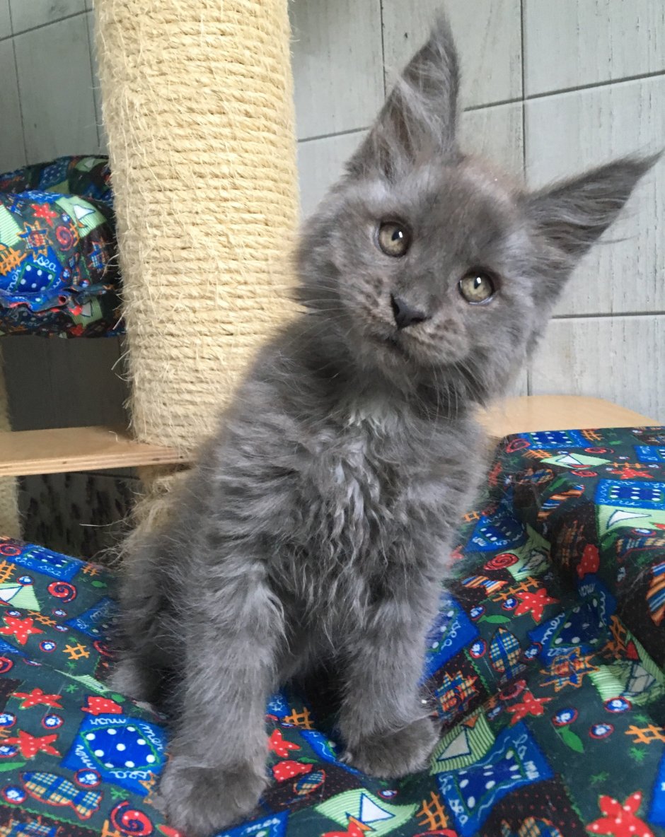Мейн кун серая кошка
