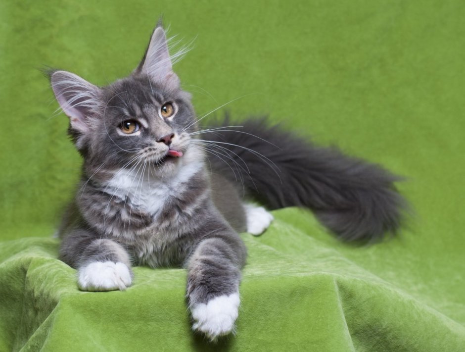 Фото котят Мейн кунов Солид