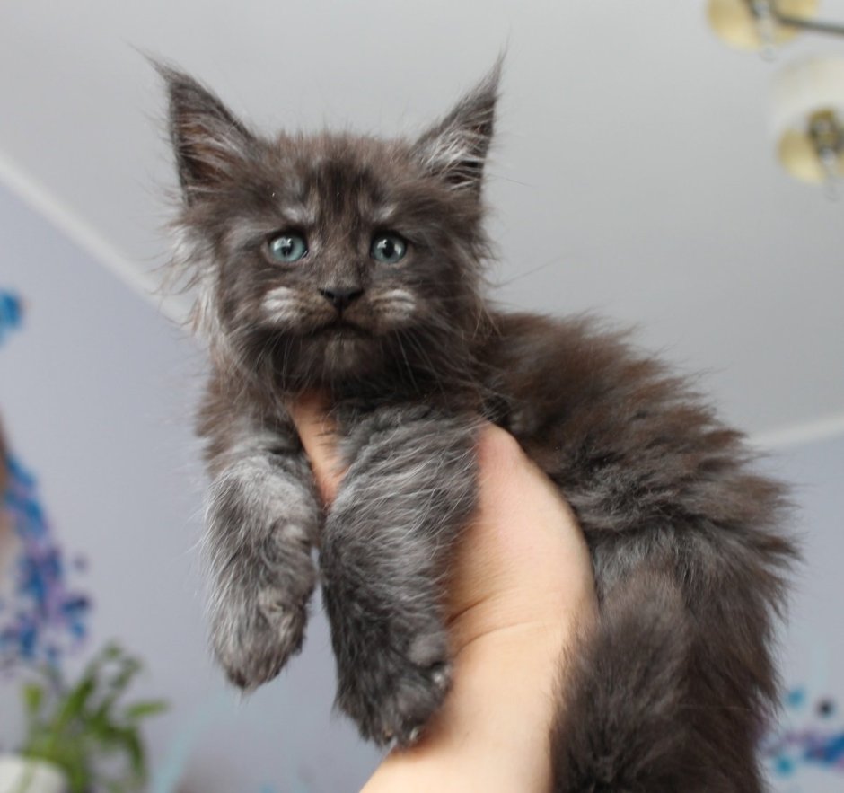Голубой котенок Мейн куна