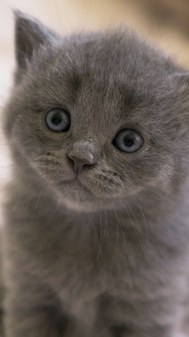 Лысая кошка сфинкс черный