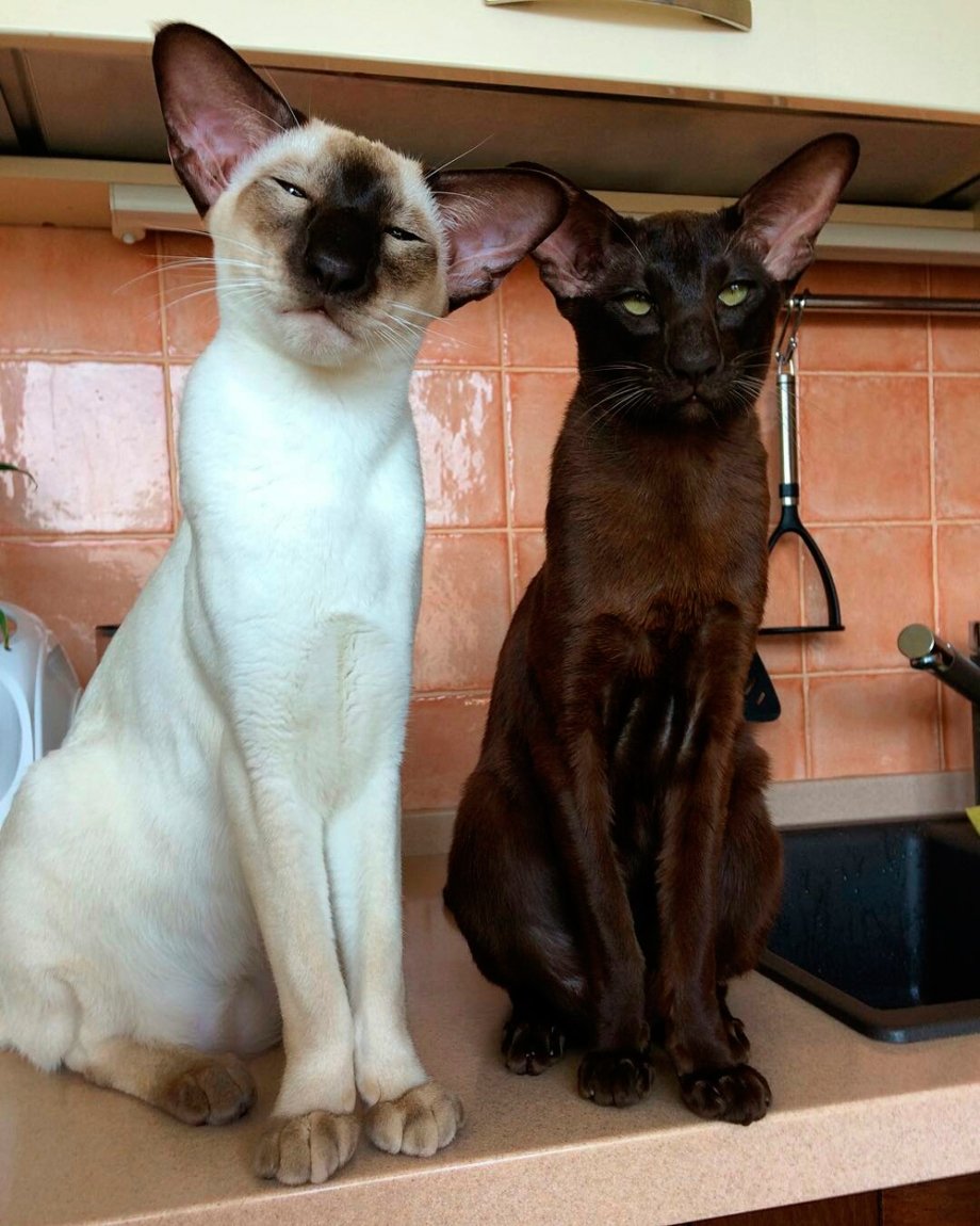 Ориентал кошка рыжая