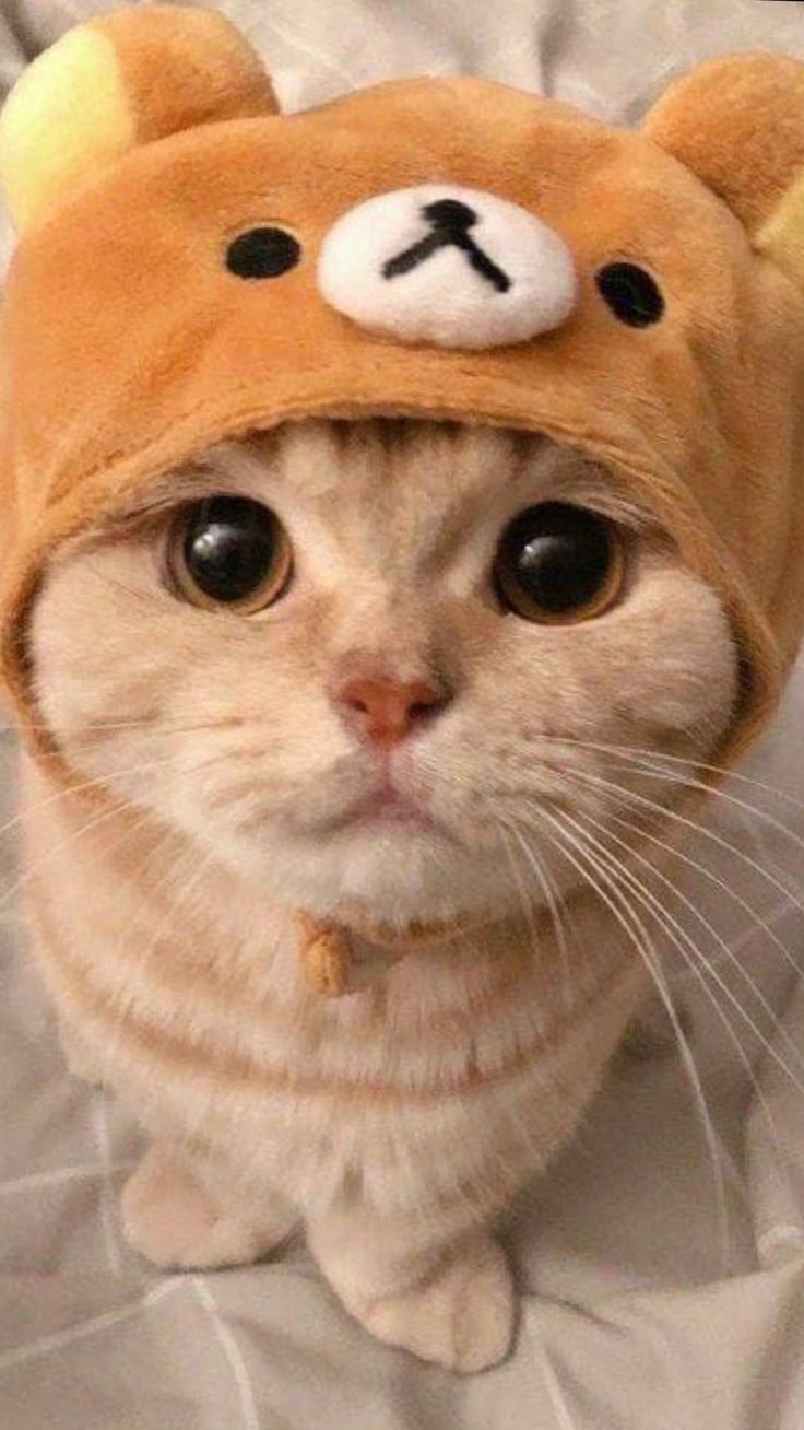 Сфинкс (порода кошек)