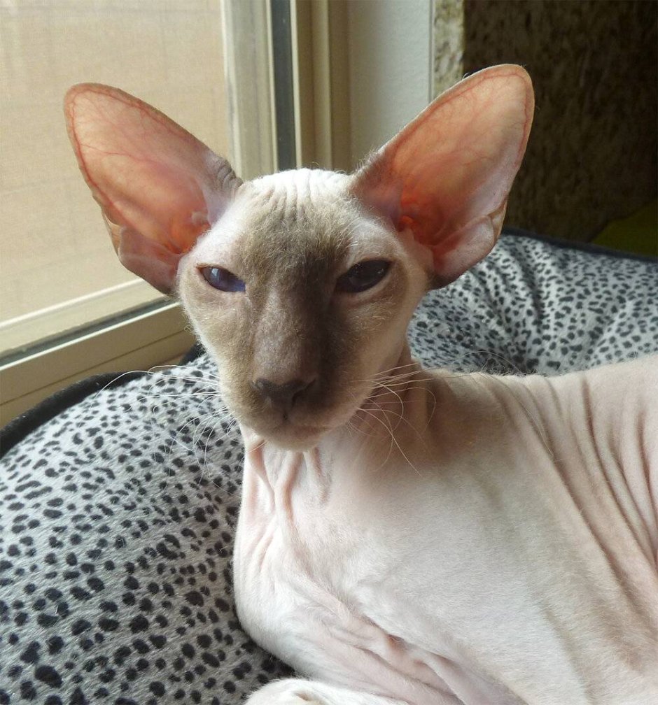 Лопоухие котята