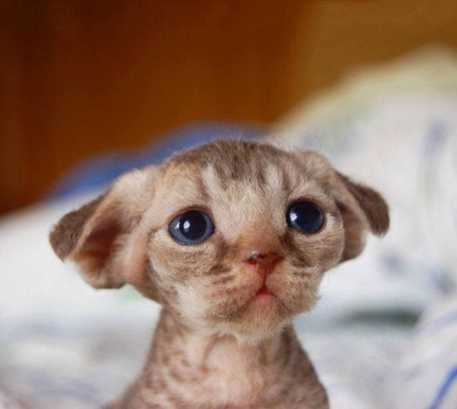 Порода сфинкс Петерболд