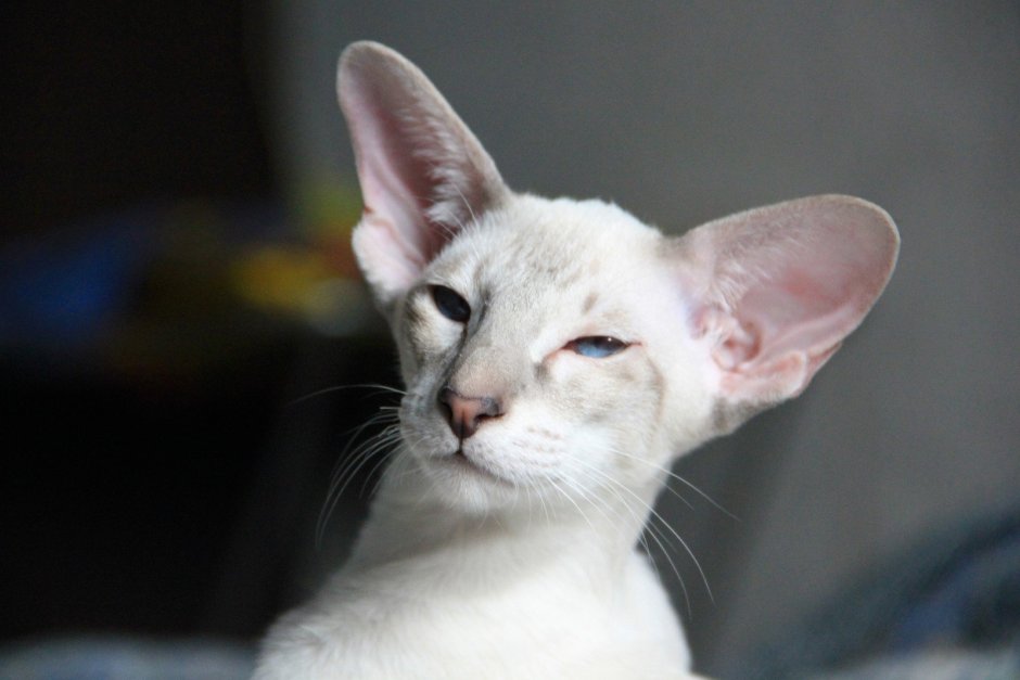 Коты ориенталы