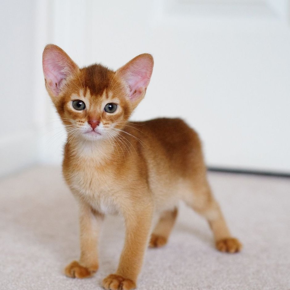 Ориентальная короткошерстная кошка