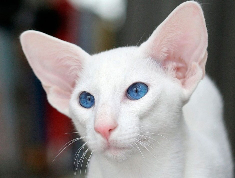 Ориентальный кот грузин