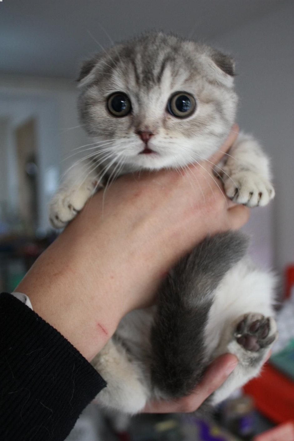 Милые кошки Эстетика