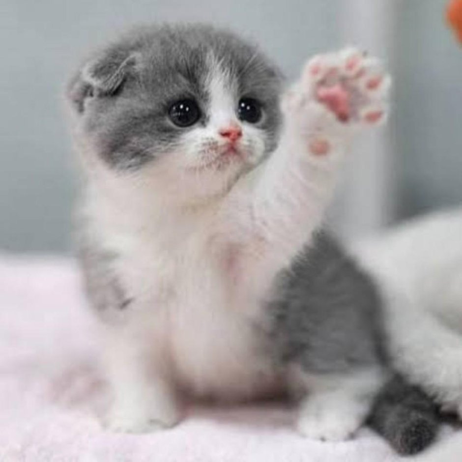 Котенок в шапочке