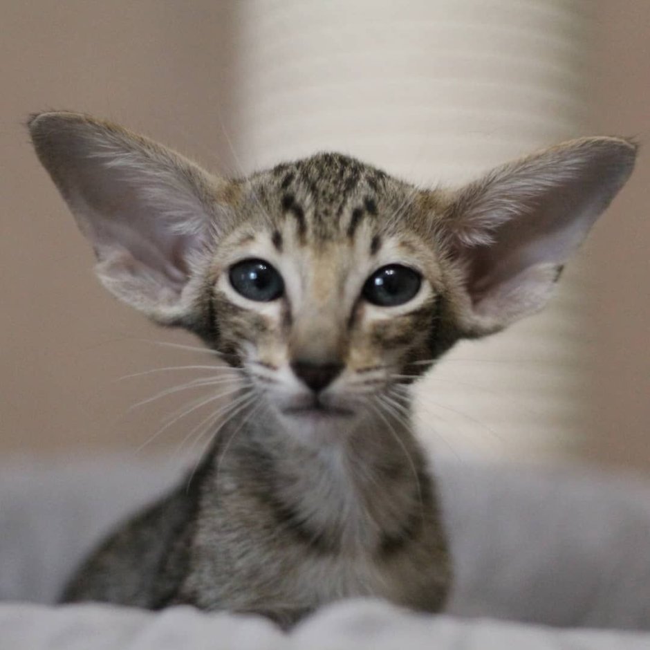 Ориентальный кот грузин