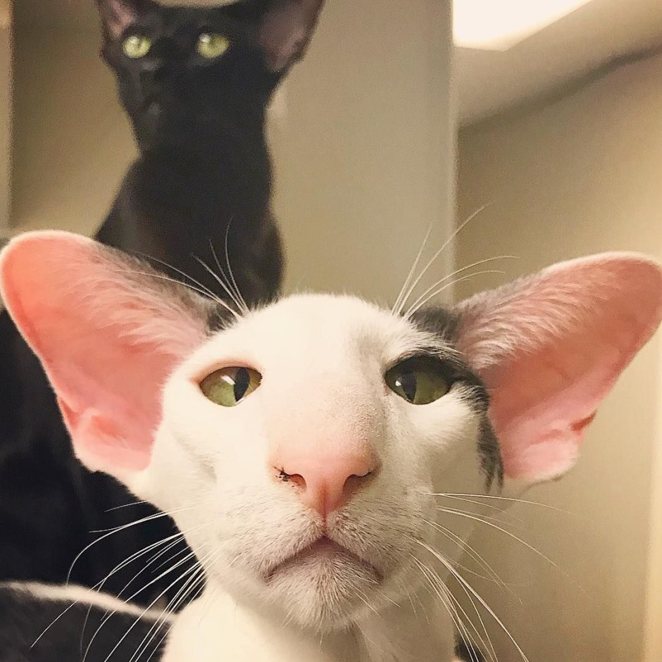 Коты ориенталы