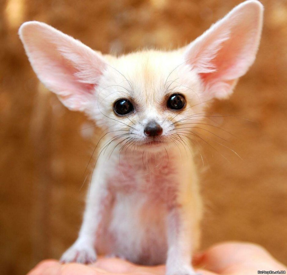 Лопоухий котенок британский