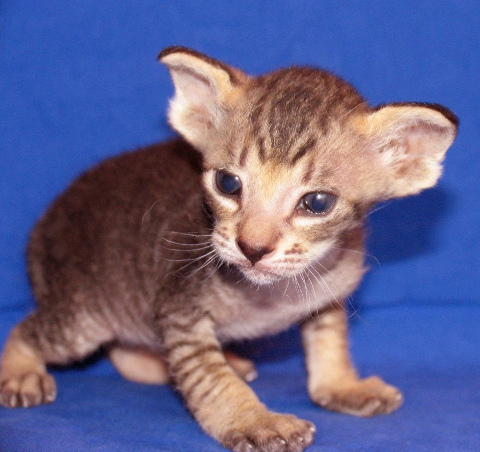 Феннек Шэнд