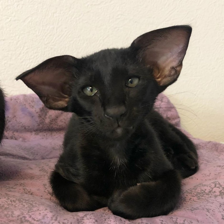 Ориентальный кот