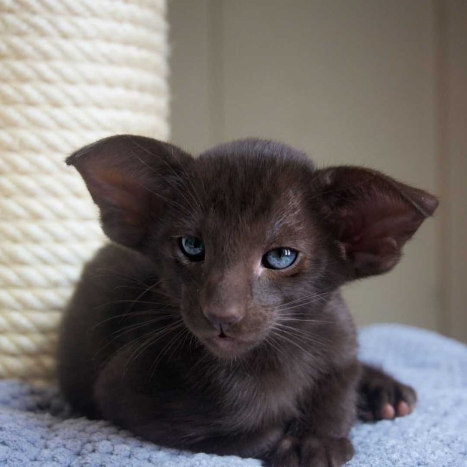 Сфинкс Корниш рекс