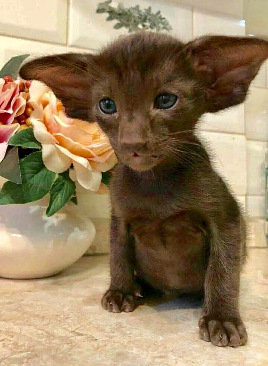 Котокролик Тоби