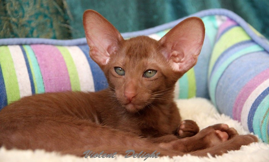 Ориентальная Грузинская кошка