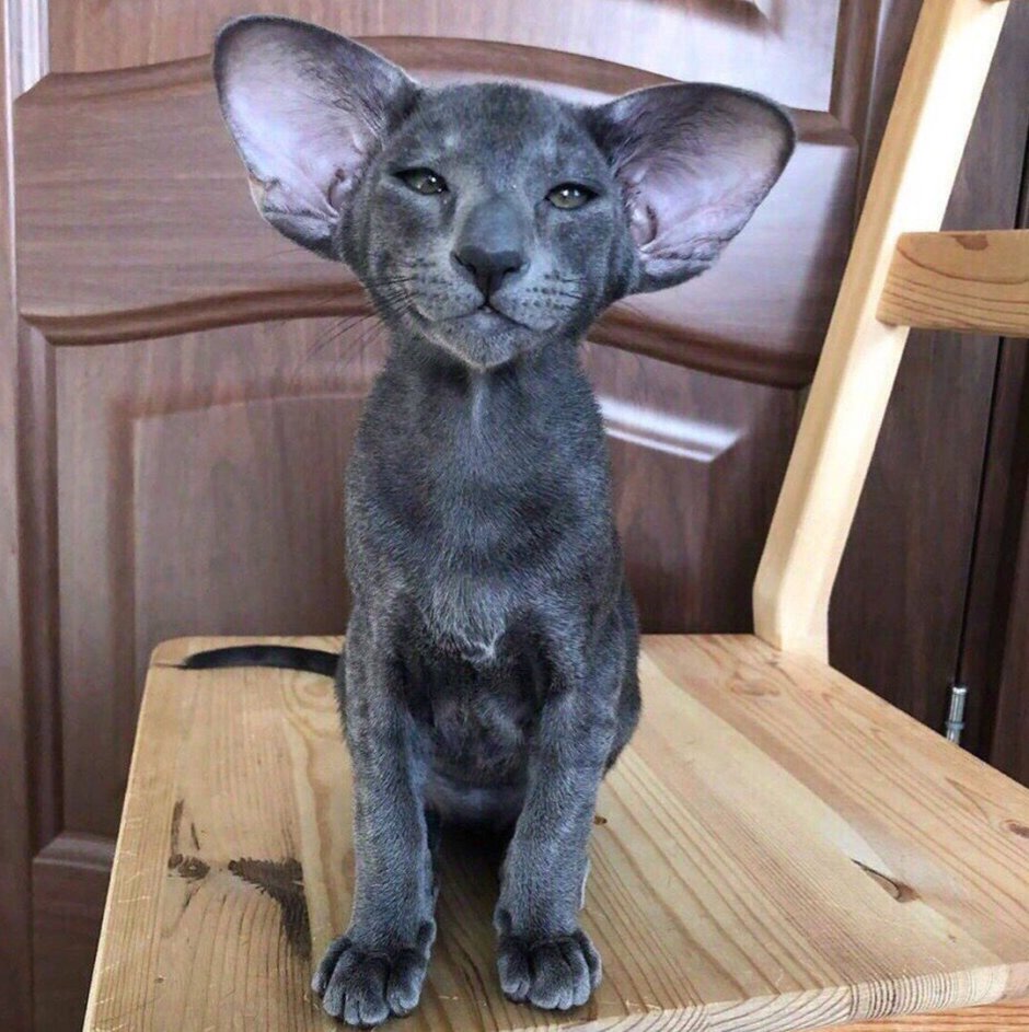 Милые лопоухие кошки