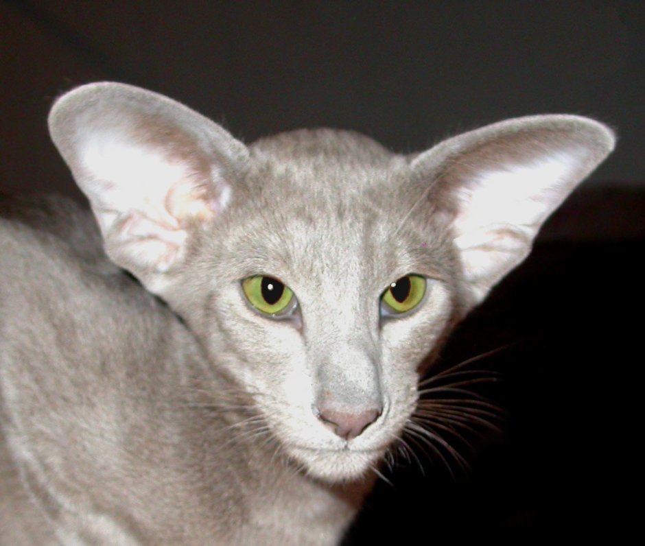 Ориентальная кошка Петерболд