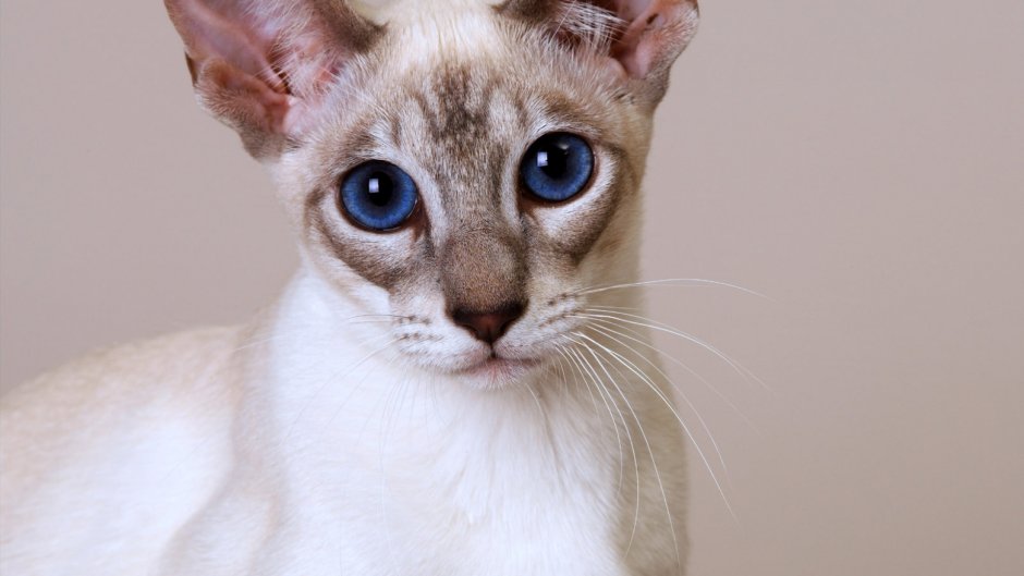 Ориентальная кошка Гавана