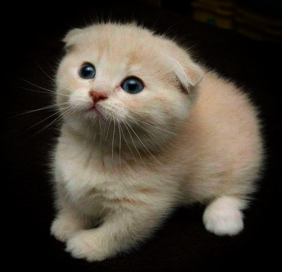 Шотландский вислоухий кот серый