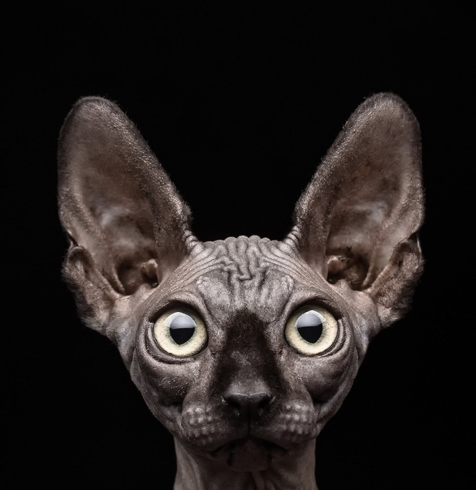 Лопоухие котята