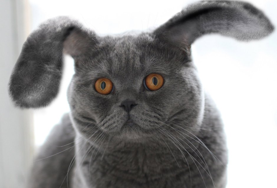 Милый котик с сердечками