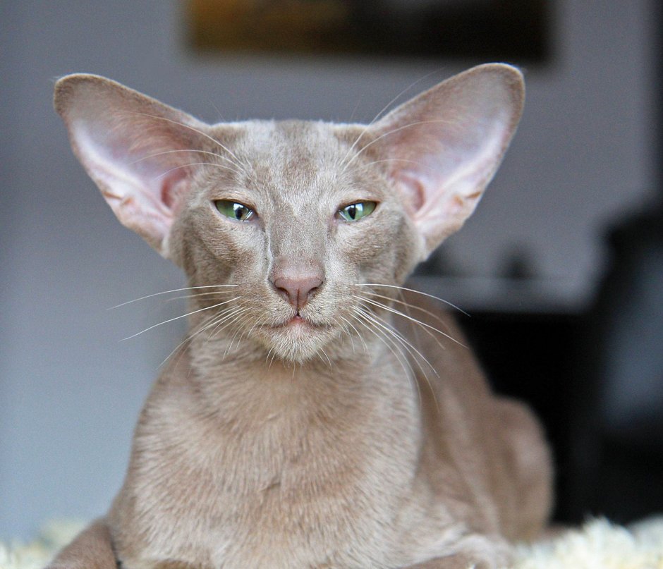 Ориентальная кошка