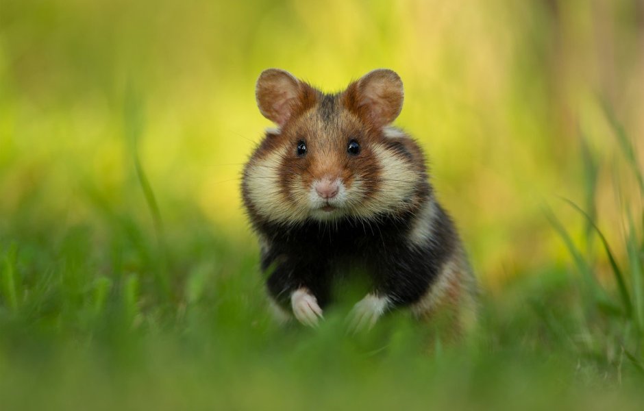 Cricetus Cricetus