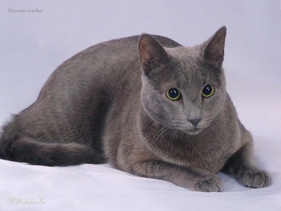 Невская маскарадная кошка серая