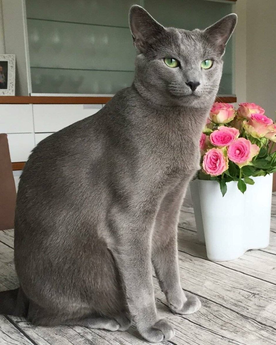 Сибирская короткошерстная кошка серая