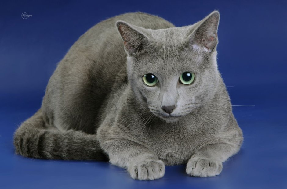 Сибирский голубая кошка короткошерстная