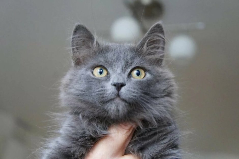 Ярославская дымчатая кошка