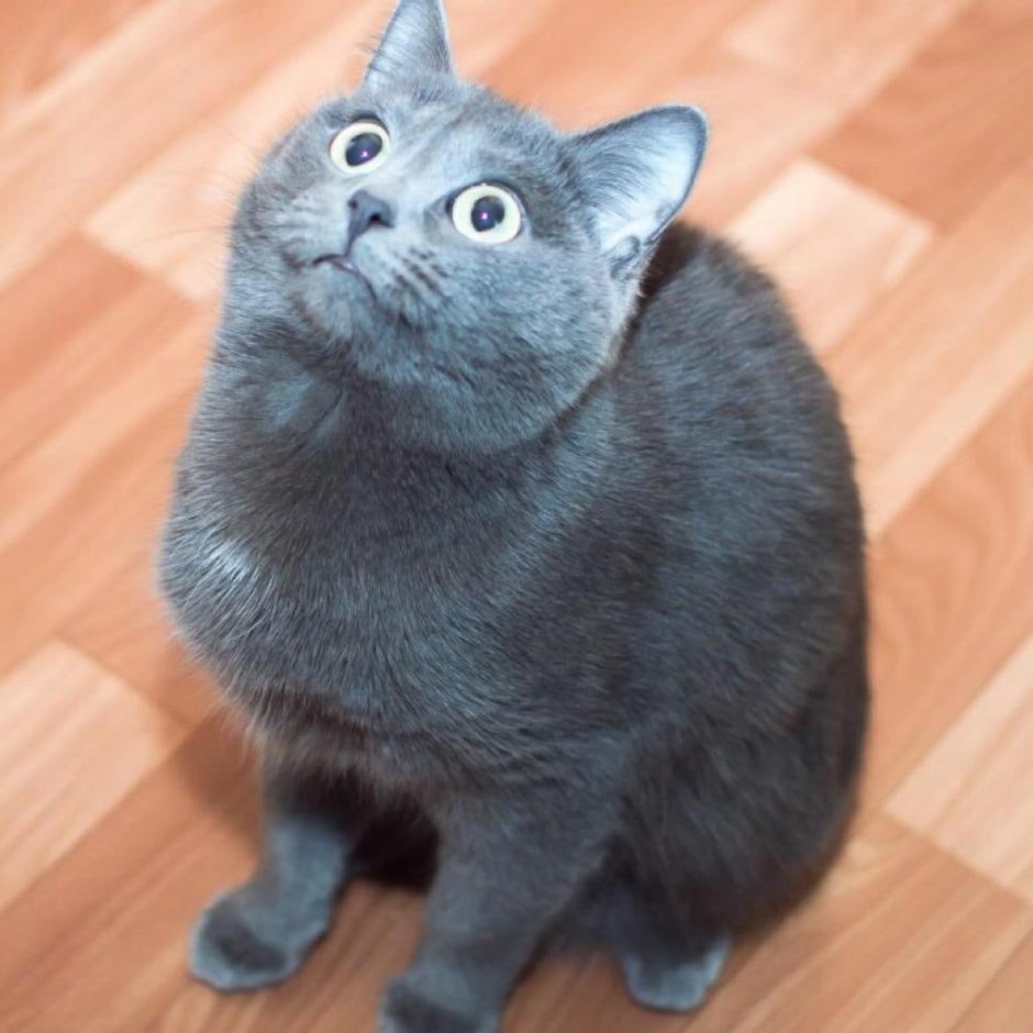 Дымчатый окрас кошек