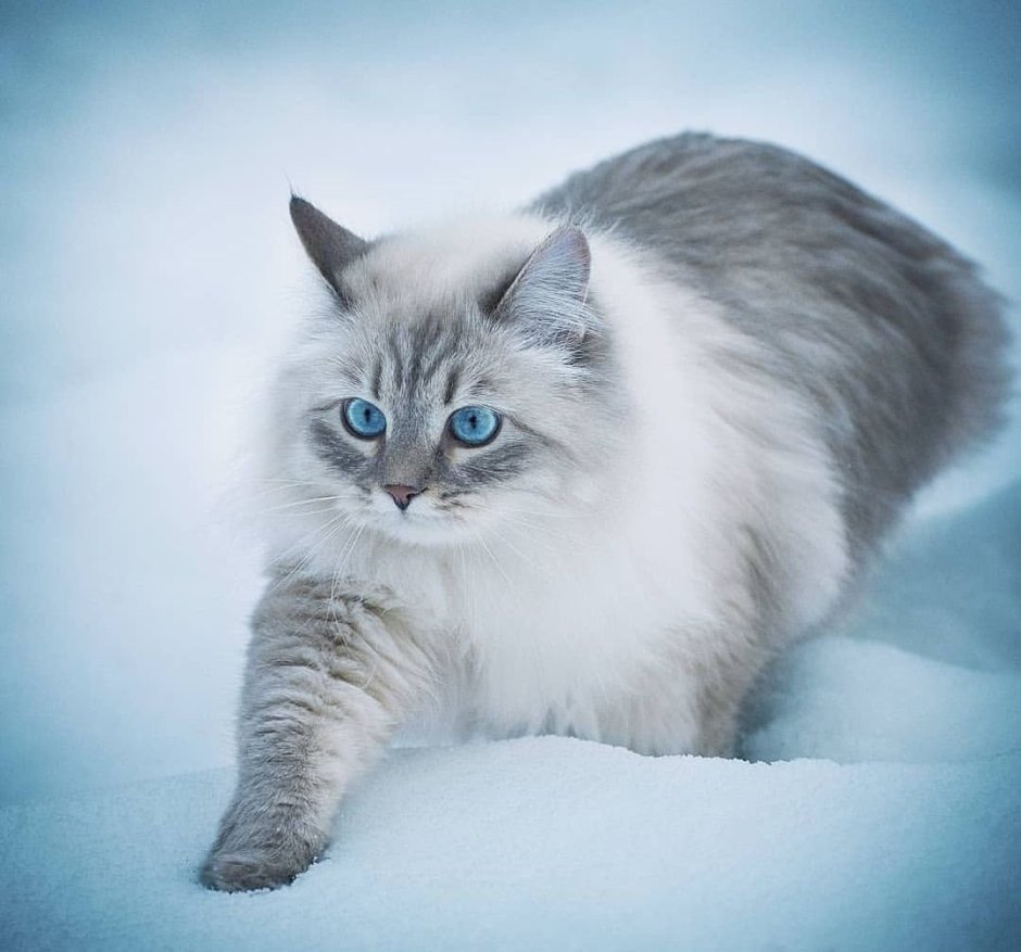 Сибирский голубая кошка короткошерстная
