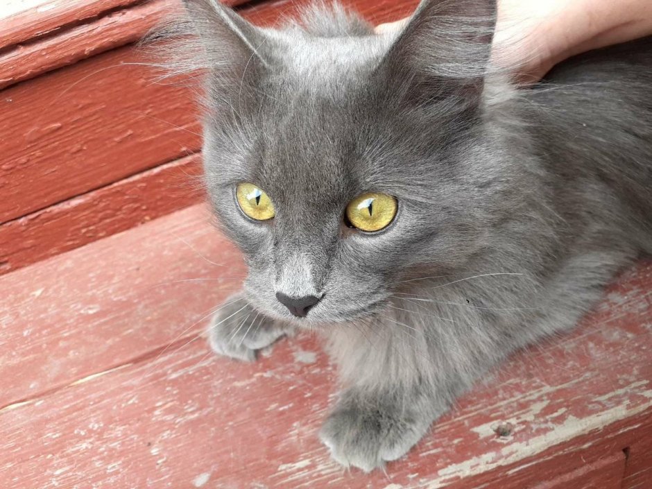 Русская голубая кошка