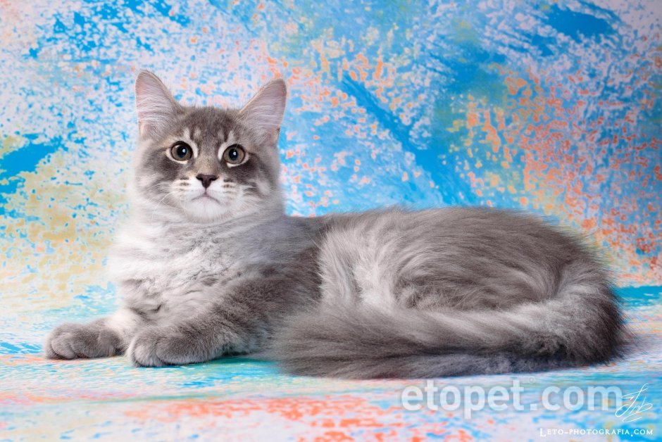 Сибирская голубая кошка