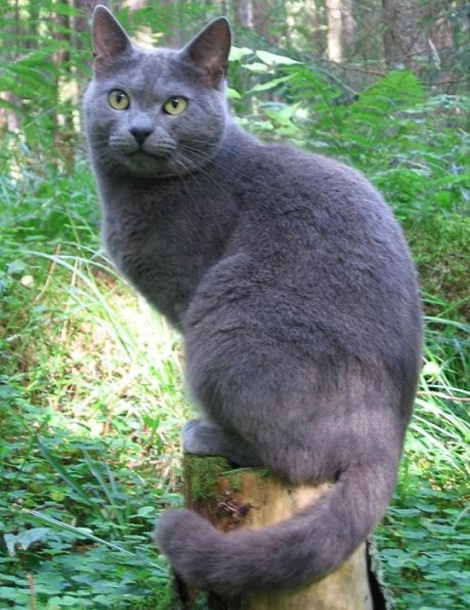 Дымчатый кот