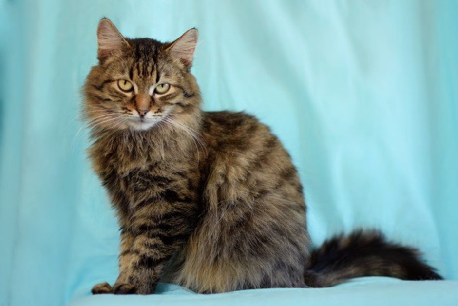 Серенький котенок