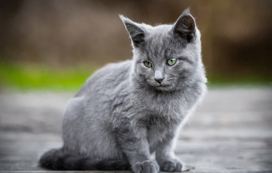 Русская голубая кошка