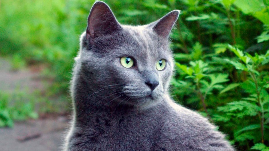 Сибирская голубая кошка