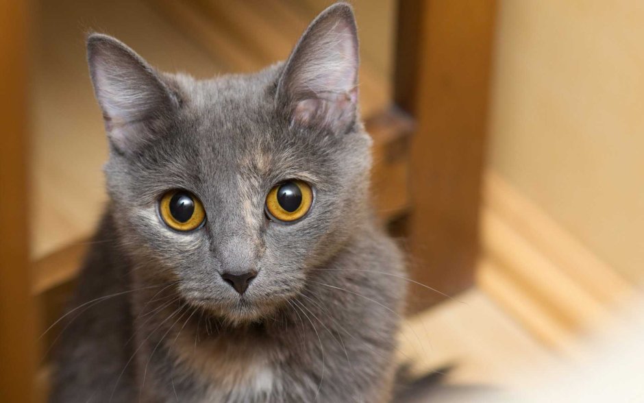 Русская голубая кошка