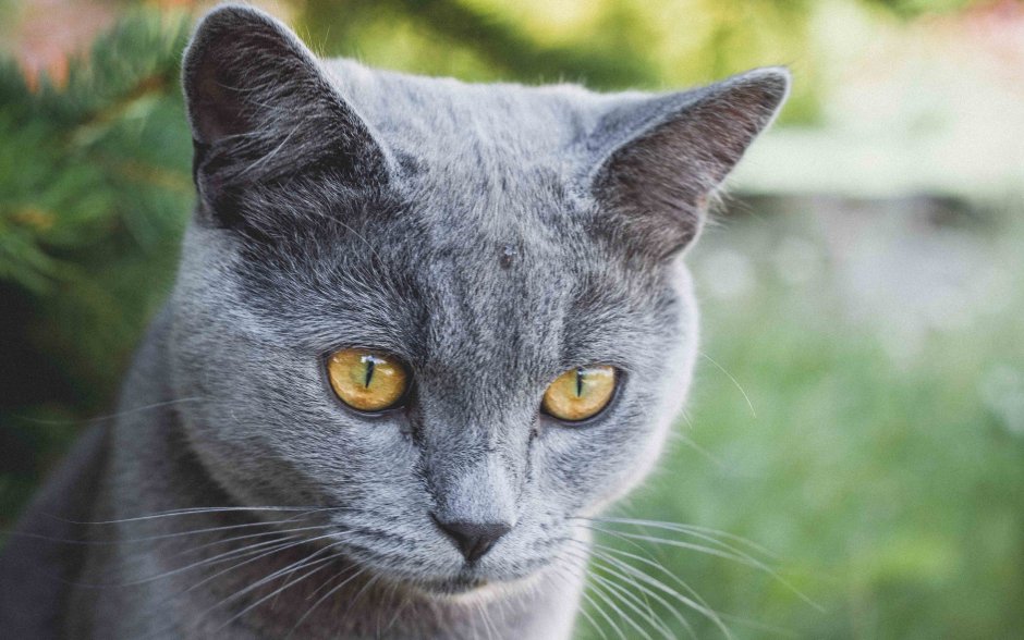 Русская голубая кошка котята
