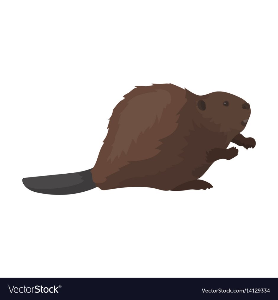 Бобр гравюра