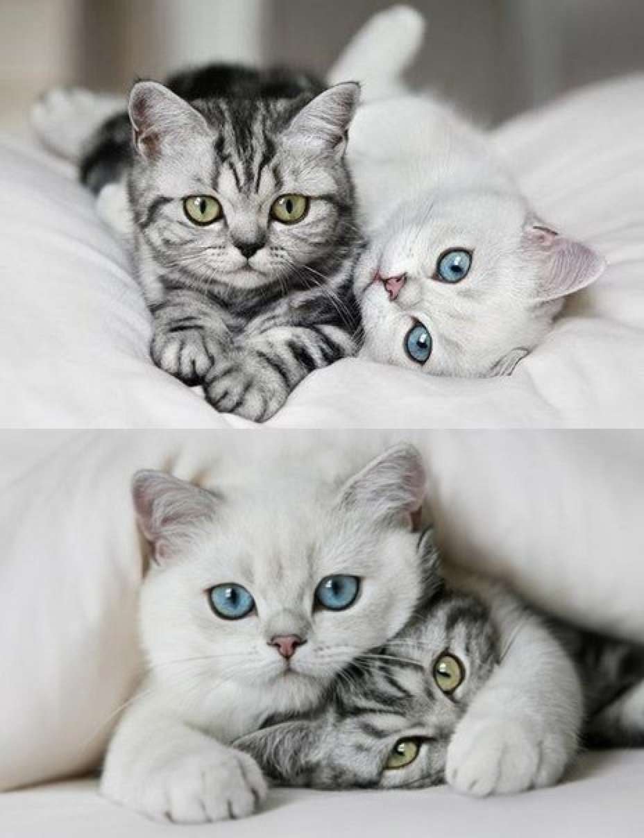 Милые котики вместе