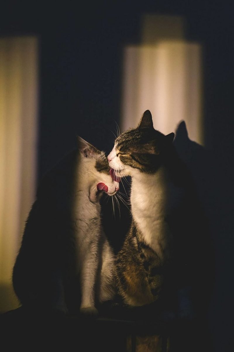 Влюбленный кот