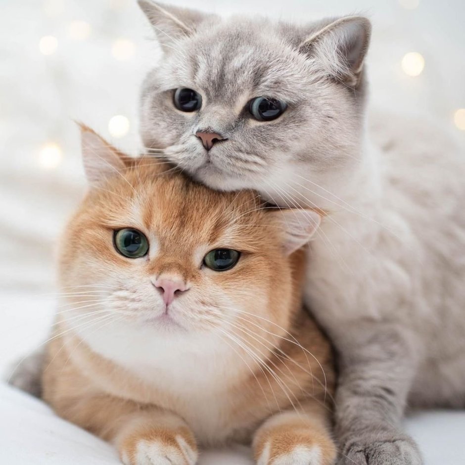 Милые котики