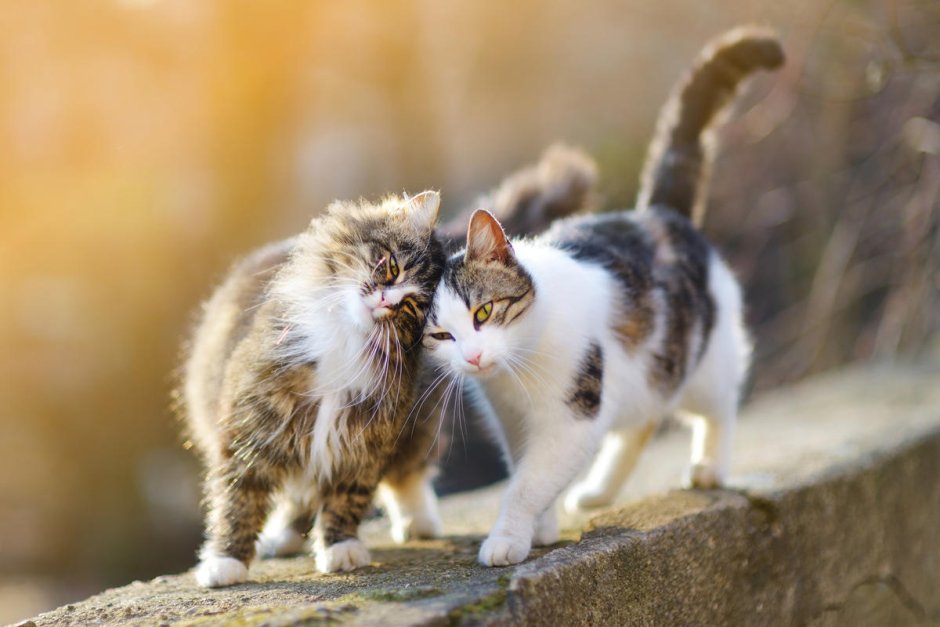 Коты пара